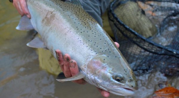 Credit river fishing report 2014