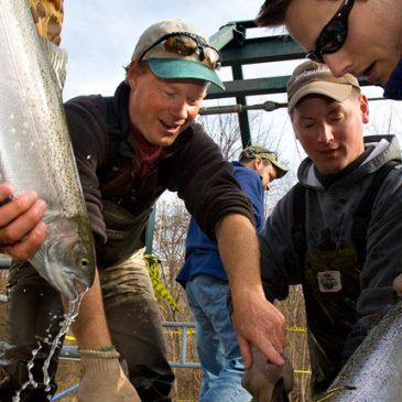 Fish Ladder